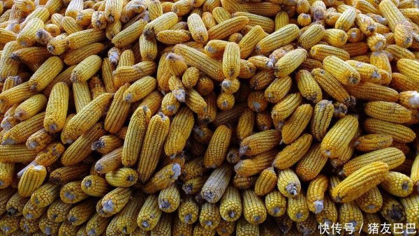 资生网 2025年9月2日：调价后92,95汽油价格；玉米价格“升温”，“火箭”上涨！